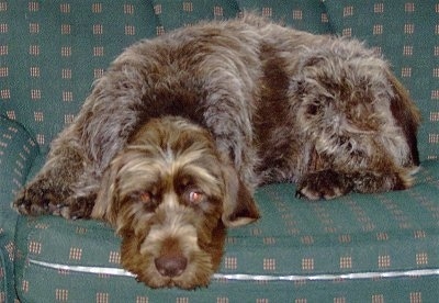 german shorthair wirehair cross