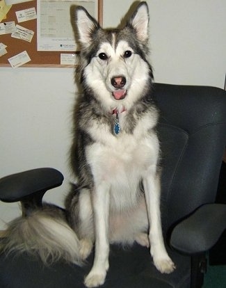 View from the front - A black with white wolf-looking dog sitting on a black computer chair looking forward with her mouth open and tongue sticking out.