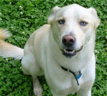 A tan Siberian Retriever dog is sitting in grass, it is looking up and its mouth is slightly open. The dog has bright blue eyes.