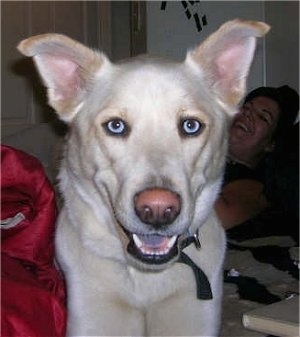 Close up head shot - A blue eyed, tan Siberian Retriever is laying on a floor, it is looking forward, its mouth is open and it looks like it is smiling. There is a person laughing in the background. The dog has perk ears that are slightly folded forward at the tips.