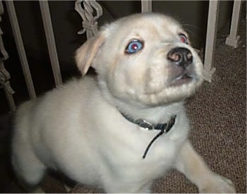 Close up - A blue-eyed, tan Siberian Retriever puppy is walking up a staircase, it is looking up and to the right.