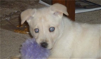 The left side of a blue-eyed, tan Siberian Retriever puppy that is looking forward. There is a purple fluffy toy under its head. Its ears are folded over to the sides.