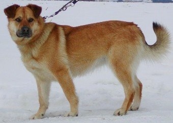 The left side of a brown with tan Siberian Retriever dog that is standing in snow and it is looking forward. It has small v shaped ears that are folded over to the front.