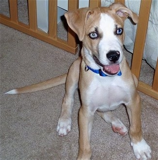 A tan with white Siberian Retriever is sitting on a tan carpet and it is looking up and to the right with its blue eyes. Its mouth is open, its tongue is out and it looks like it is smiling.