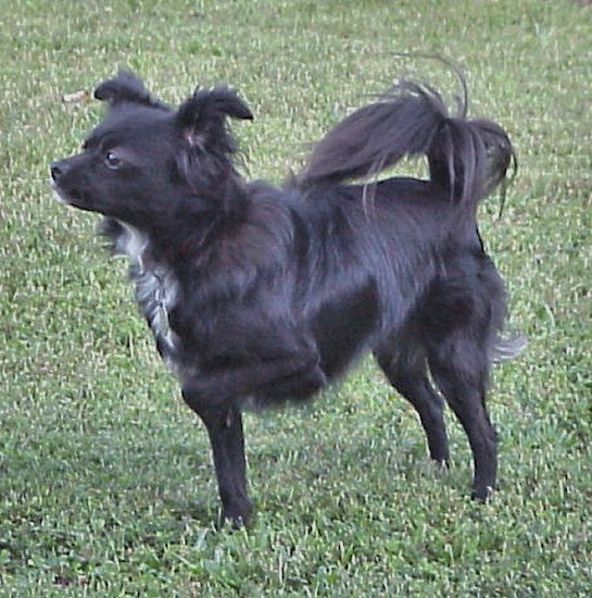 japanese spitz cross