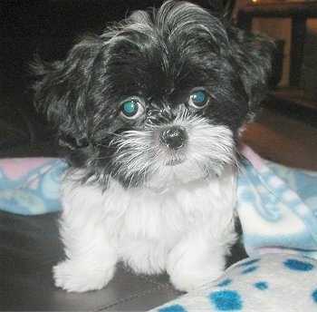 Close up - A black and white fluffy, wide-eyed Mal-Shi puppy is standing on couch and behind it is a blanket. Its head is tilted to the left and it looks like a stuffed toy.