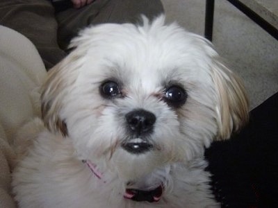 Close up head shot - A white with tan Mal-Shi puppy is sitting on a person and looking up. It has an underbite and its bottom teeth are showing.