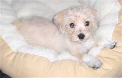A tan with white Malti-Pin puppy is laying on a tan and white dog bed and looking up.