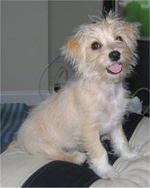 Malti-Pin Dog Breed Information and 