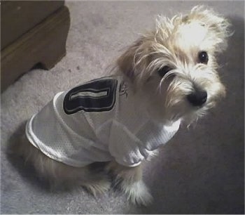 A tan with white Malti-Pin dog is sitting on a tan carpet in front of a dresser and it is wearing a Philadelphia Eagles Jersey looking to the left of its body.