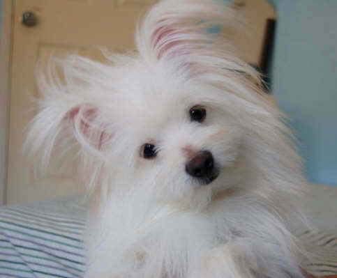 pomeranian and maltese