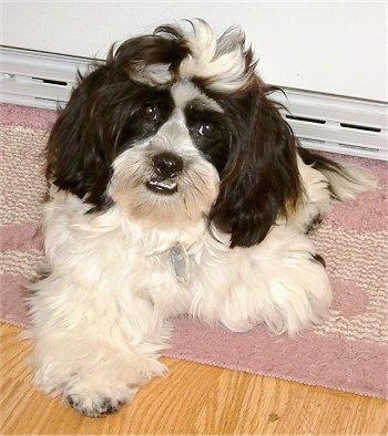 miniature schnauzer maltese mix