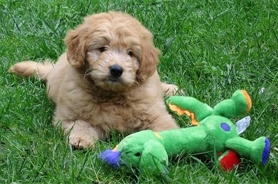 View from the front - A tan Miniature Goldendoodle is laying in grass with a plush green dragon toy in front of it.