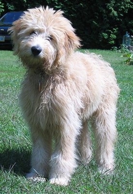 Front view - A wavy-coated, tan Miniature Goldendoodle is standing outside in grass and its head is tilted to the right.