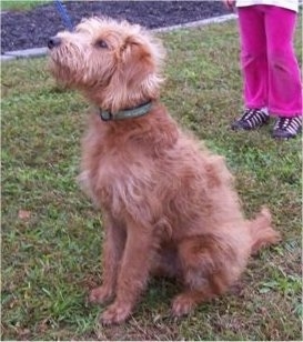 Side view - A wavy red Miniature Labradoodle puppy is sitting in grass and behind it is a person in pink pants.