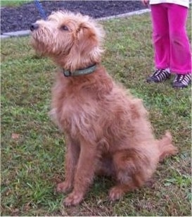 flat haired labradoodle