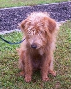 Front view - A red wavy-coated Miniature Labradoodle puppy is sitting in grass and it is looking down. There is a black walkway behind it