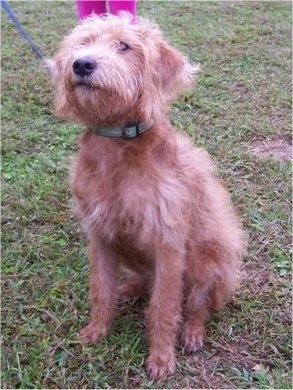 Front view - A wavy red Miniature Labradoodle puppy is sitting in grass and it is looking up.