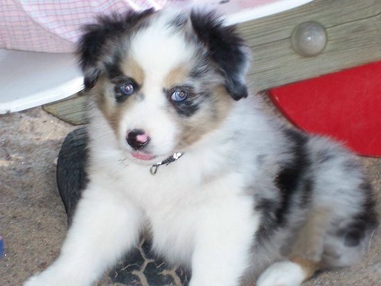 Miniature Australian Shepherd Breed Pictures, 2