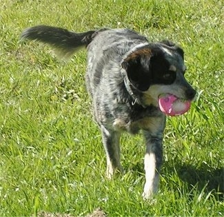 Front view - A black with tan and white Cocker Spaniel/Blue Heeler is trotting down grass and it is looking to the right. There is a pink toy in its mouth.