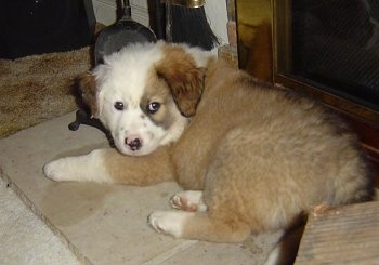 The back left side of a brown with white Australian Retriever puppy that is laying on a dog bed near a fireplace and it is looking forward.