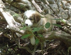 The front left side of a brown with white Australian Retriever puppy that is walking over a bunch of large tree roots