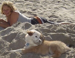 The left side of a brown with white Australian Retriever puppy that is laying in the sand next to a lady. It is looking to the right and it has sand on its face.