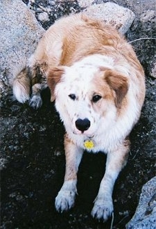 Topdown view of a brown with white Australian Retriever that is laying in dirt, it is surronded by rocks and it is looking up.