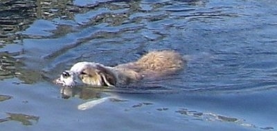 The front left side of a brown with white Australian Retriever that is swimming across a body of water.