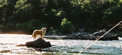 The right side of a brown with white Australian Retriever that is standing on a rock in the middle of a body of water and it is looking forward.