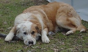 The left side of a brown with white Australian Retriever that is laying down outside overtop of a medium sized stick front view