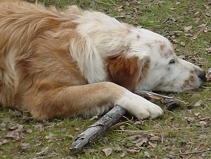Close up - The front right side of a brown with white Australian Retriever that is sleeping outside. It has its paws and heads overtop of a medium sized stick.