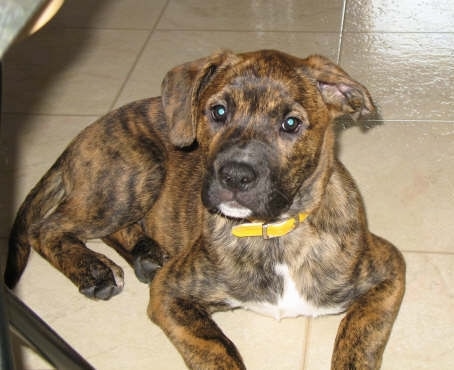 Close up front view - A small, brown brindle with white Australian Cattle Dog/Boxer mix puppy laying on a tiled floor and it is looking up.