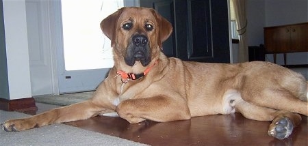 A large breed, short-haired tan  with white Mountain Mastiff dog is laying on a hardwood floor on a throw rug and in front of a door.