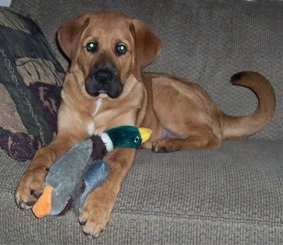 A tan Mountain Mastiff puppy is laying on a tan couch with a tan, green and maroon pillow next to it with a plush duck toy between its front paws.