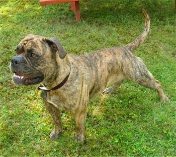 Front side view - A tan brindle with white and black Olde English Bulldogge is standing in grass and it is looking to the left. Its mouth is slightly open and its tail is level with its back tapering up slightly.