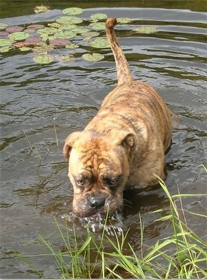 View from the front - A tan brindle with white and black Olde English Bulldogge is standing in a body of water drinking. There are lily pads behind it and grass in front of it.