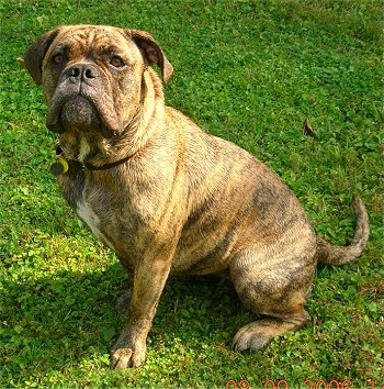 Front side view - A wet tan brindle with white and black Olde English Bulldogge is sitting in grass looking up and towards the camera.