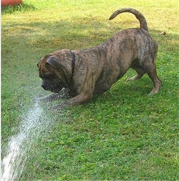 Side view - A wet tan brindle with white and black Olde English Bulldogge is biting at a stream of water that is being sprayed at it. The dog's tail is up and curled over its back.