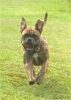 Front view action shot - A tan brindle with white and black Olde English Bulldogge is running across grass. All four paws are off of the ground and its tongue is flapping around.