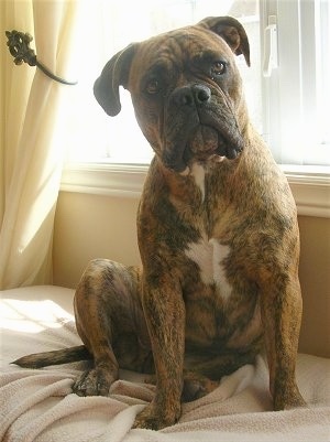 olde english bulldogge colors red brindle