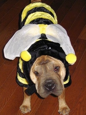 Close up view from the front - A tan Ori Pei is standing on a hardwood floor wearing a black and yellow bumblebee costume. Its head is tilted to the left and it is looking forward.