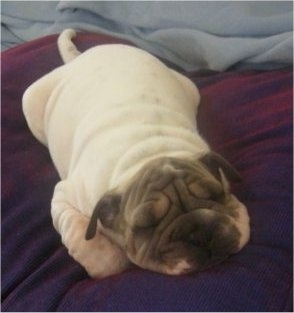 Front view - A tan with black Ori Pei puppy is sleeping on a human's bed. The puppy has a lot of wrinkles and extra skin.