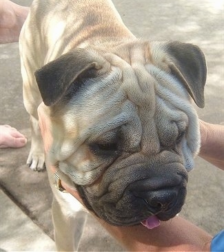 Close up front side view - A wrinkly, tan with black Ori Pei is standing on a concrete sidewalk. Its mouth is open and tongue is out. There is a person in front of it and they are petting the dog.