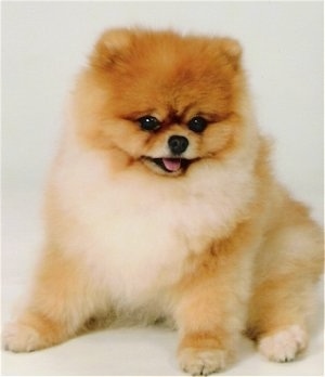 A thick coated, small eared, tan with white Pomeranian is sitting on a white backdrop and it is looking down and to the right. Its mouth is open and its tongue is out.