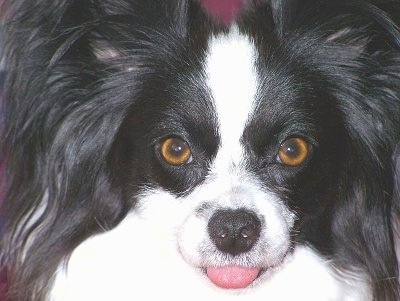 Close up head shot - A white with black Papillon with wide round brown eyes and its tongue sticking out.