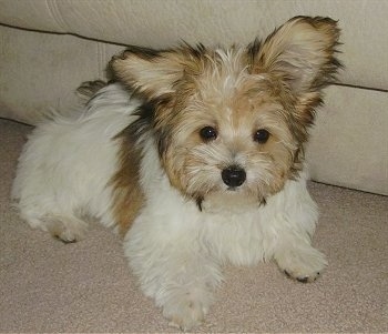 papillon maltese mix dog