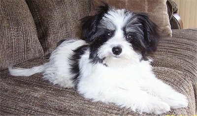 A white with black Papitese puppy is laying on a couch and it is looking forward.