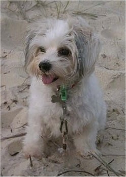 Front view - A long-haired, white with grey Papitese is sitting in sand and it is looking to the left. Its mouth is open and tongue is out.