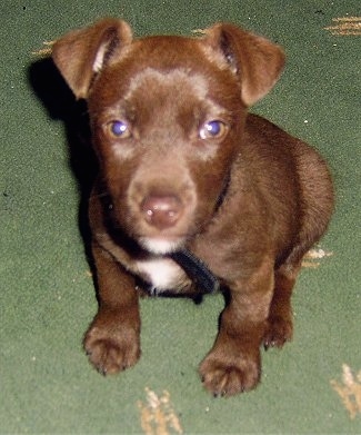 patterdale terrier puppy